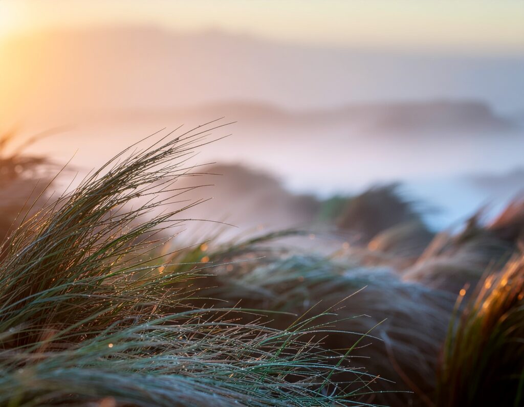 Foto_Gras_im_Sonnenuntergang - Jens Neitzel