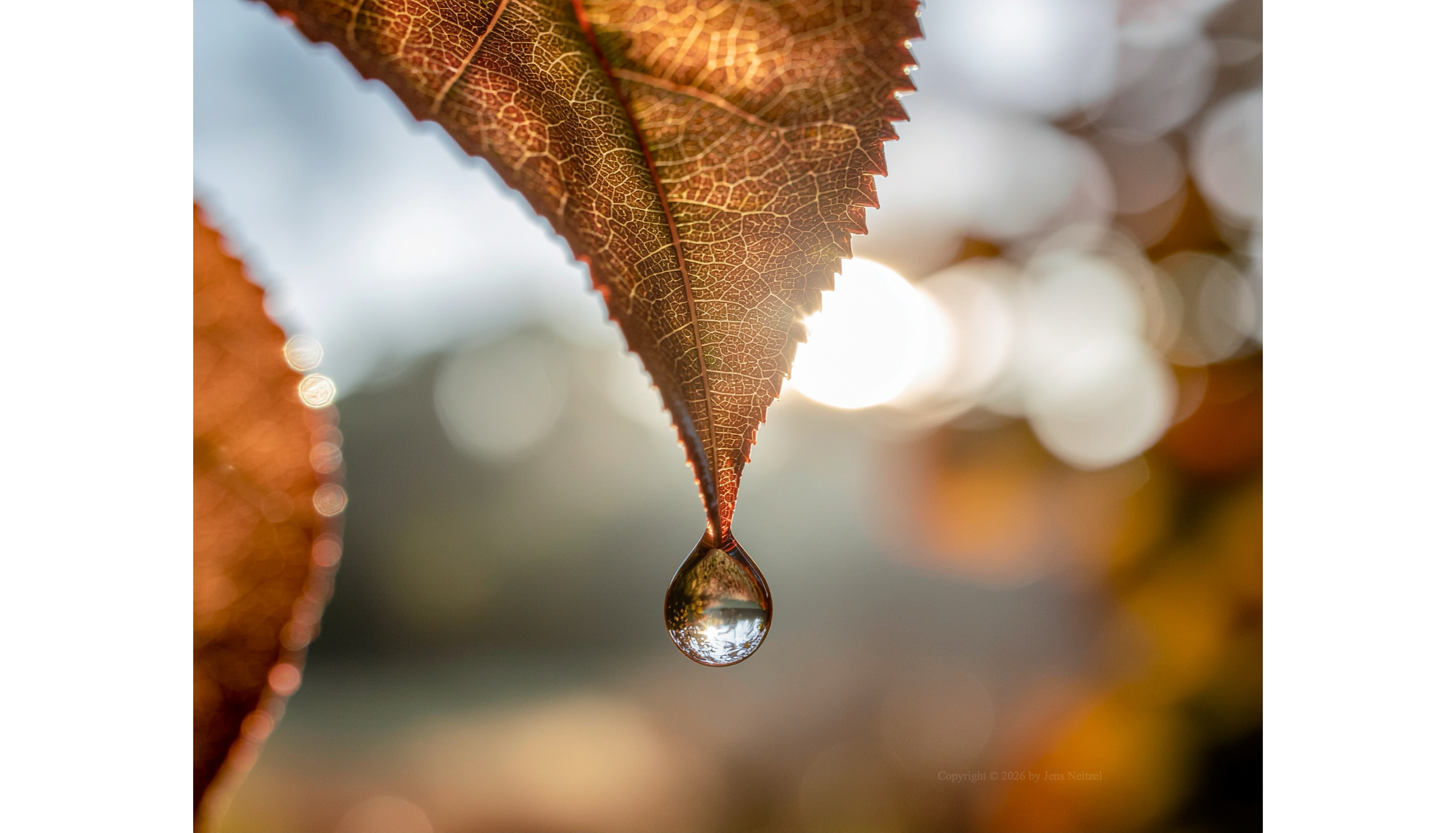 Herbstfoto_Tropfen_Blatt - Jens Neitzel